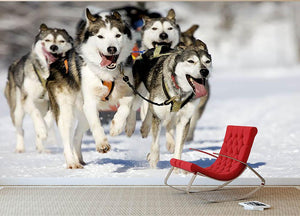 Front view at four siberian huskys Wall Mural Wallpaper - Canvas Art Rocks - 2