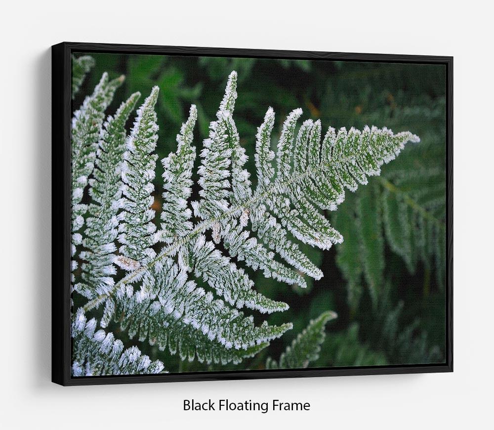 Frosty Fern Floating Frame Canvas - Canvas Art Rocks - 1