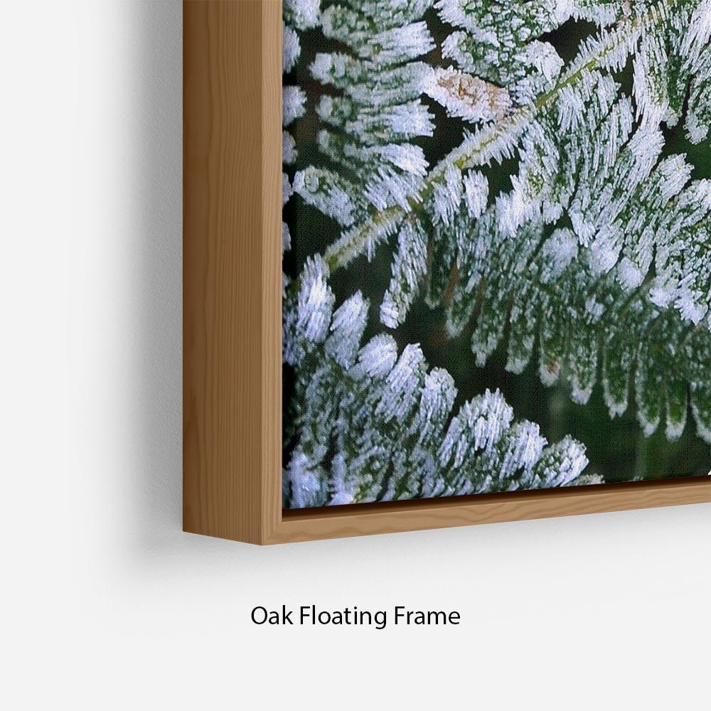 Frosty Fern Floating Frame Canvas - Canvas Art Rocks - 10