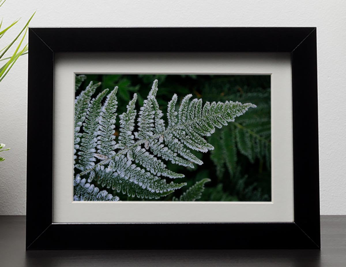 Frosty Fern Framed Print - Canvas Art Rocks - 1