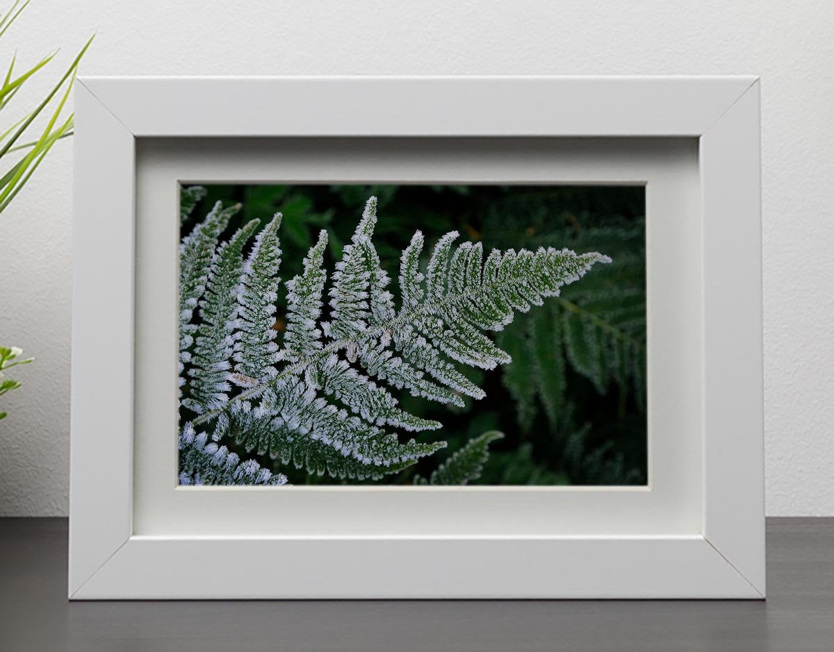 Frosty Fern Framed Print - Canvas Art Rocks - 3