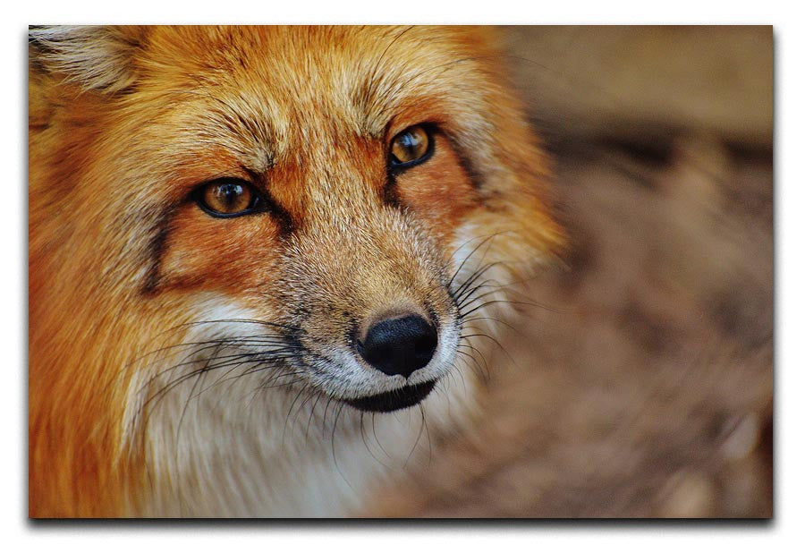 Fuchs Print - Canvas Art Rocks - 1