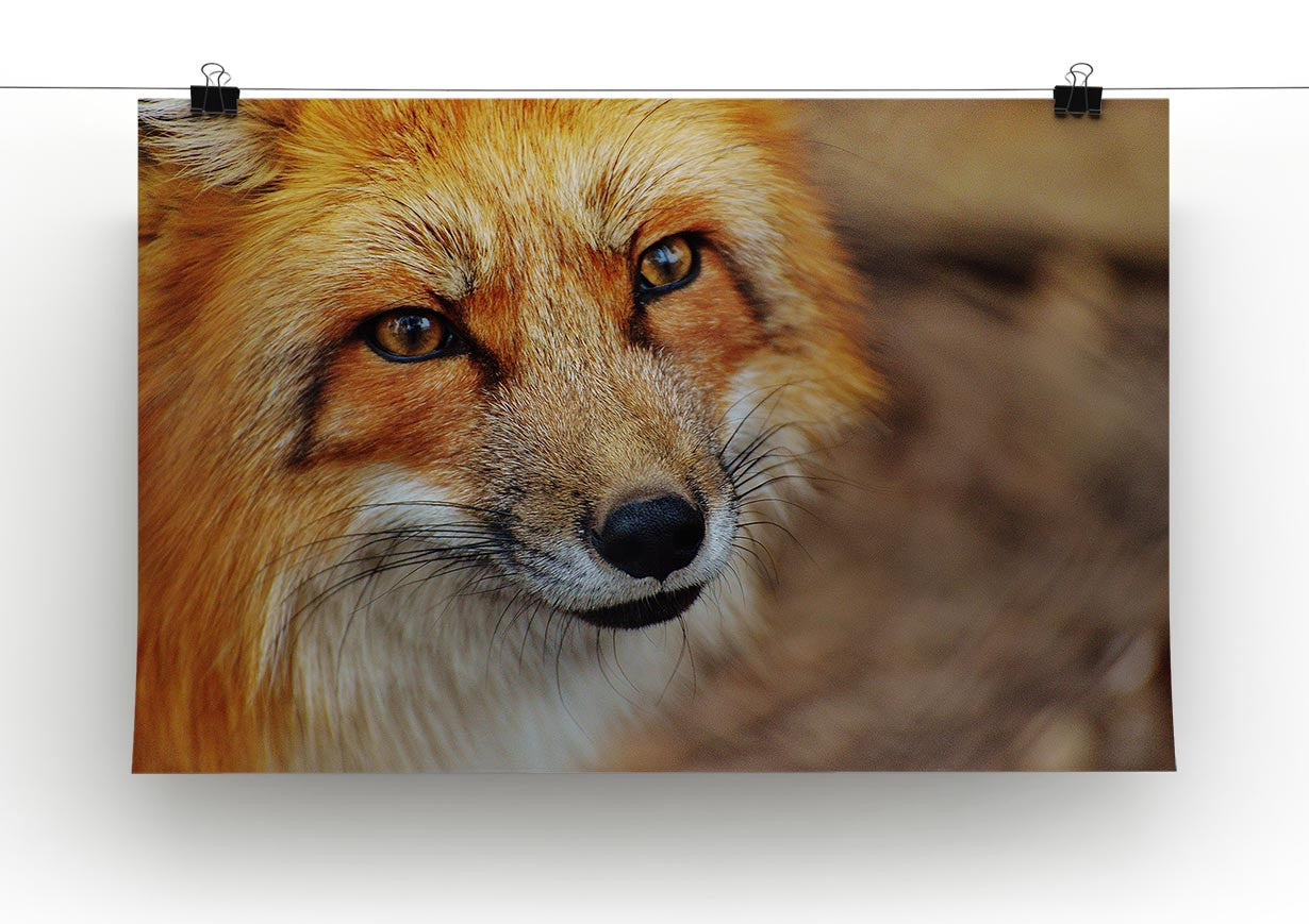 Fuchs Print - Canvas Art Rocks - 2