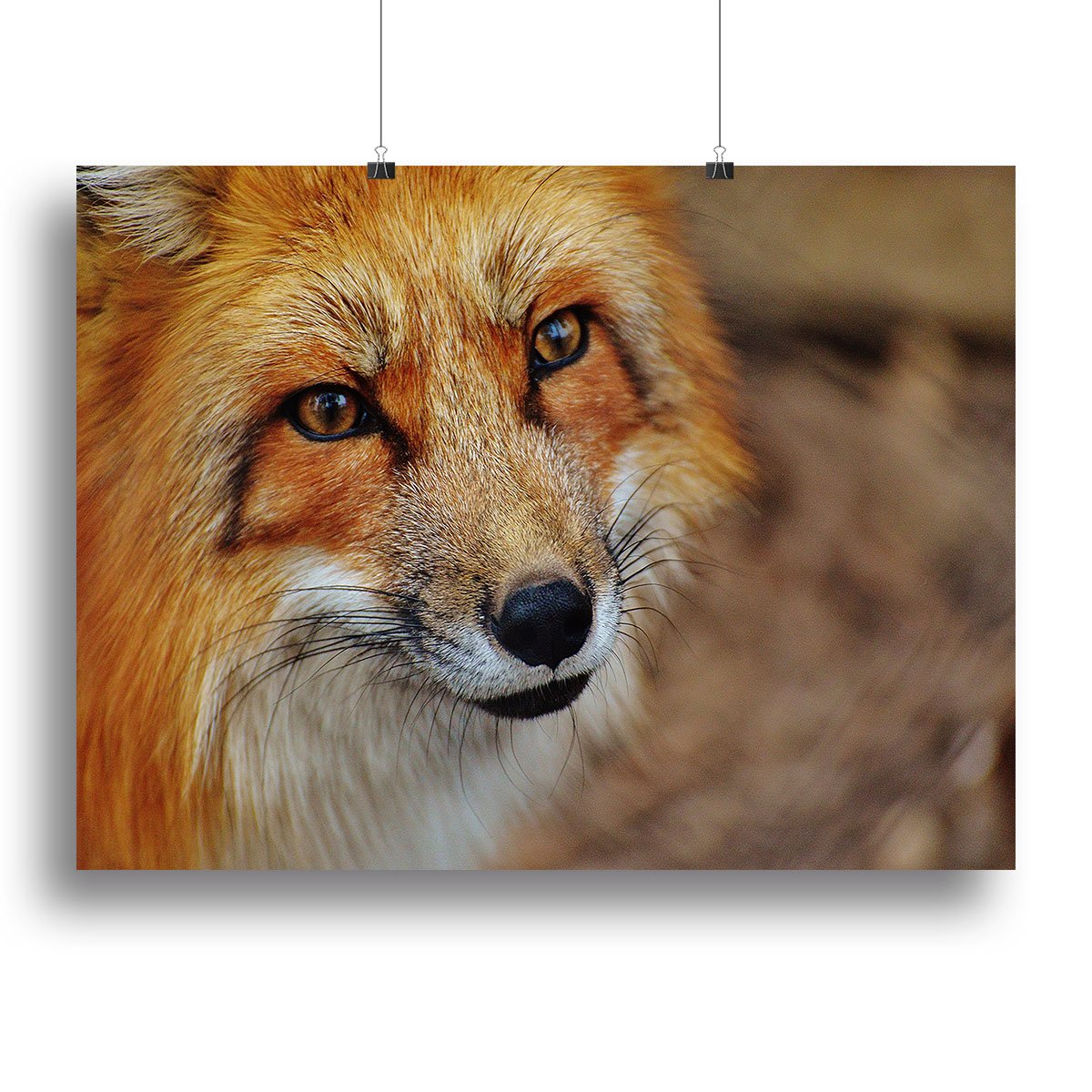 Fuchs Canvas Print or Poster