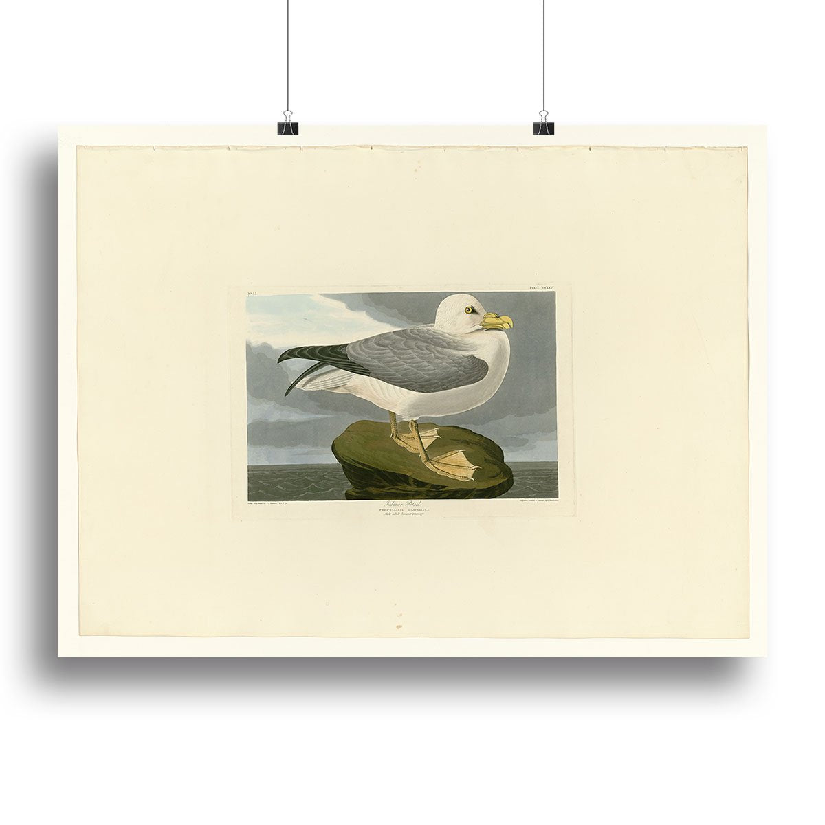Fulmar Petrel by Audubon Canvas Print or Poster