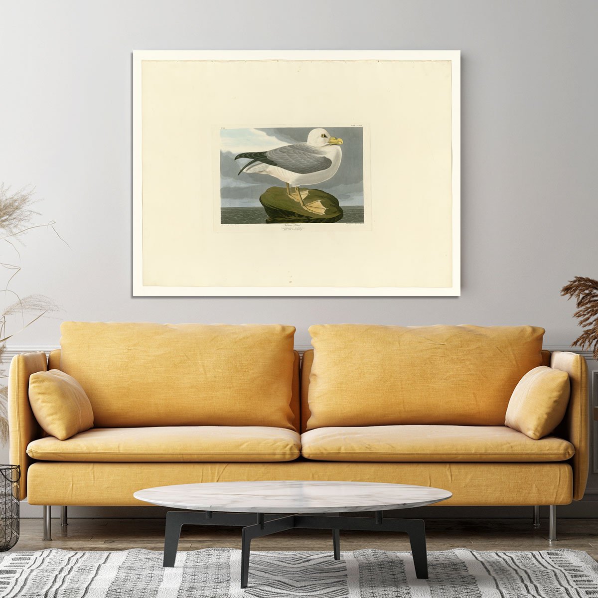 Fulmar Petrel by Audubon Canvas Print or Poster