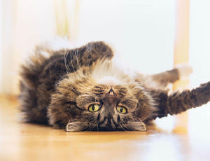 Funny cat is lying relaxed on his back Wall Mural Wallpaper - Canvas Art Rocks - 1