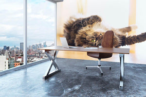 Funny cat is lying relaxed on his back Wall Mural Wallpaper - Canvas Art Rocks - 3