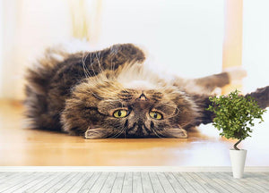 Funny cat is lying relaxed on his back Wall Mural Wallpaper - Canvas Art Rocks - 4