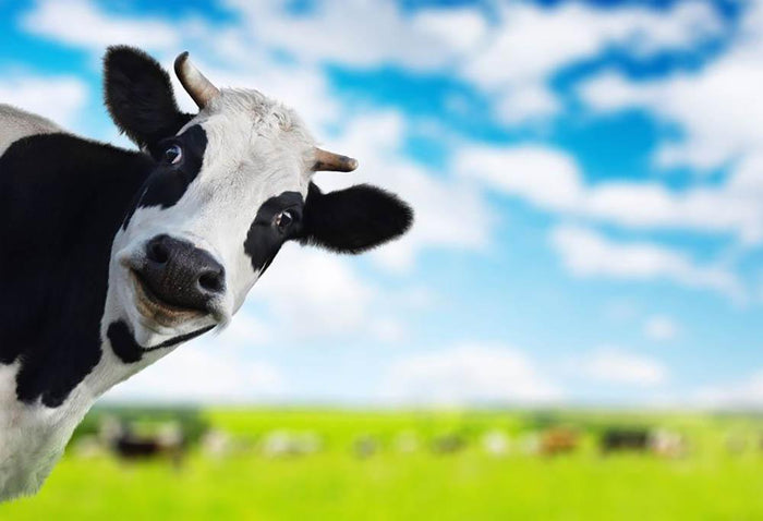 Funny cow looking at a camera Wall Mural Wallpaper