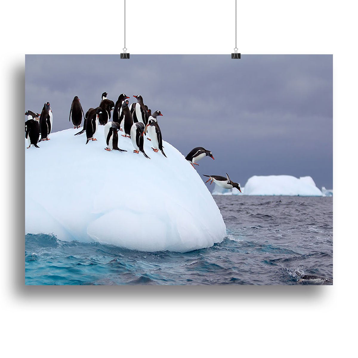 Gentoo penguin jumping into water Canvas Print or Poster