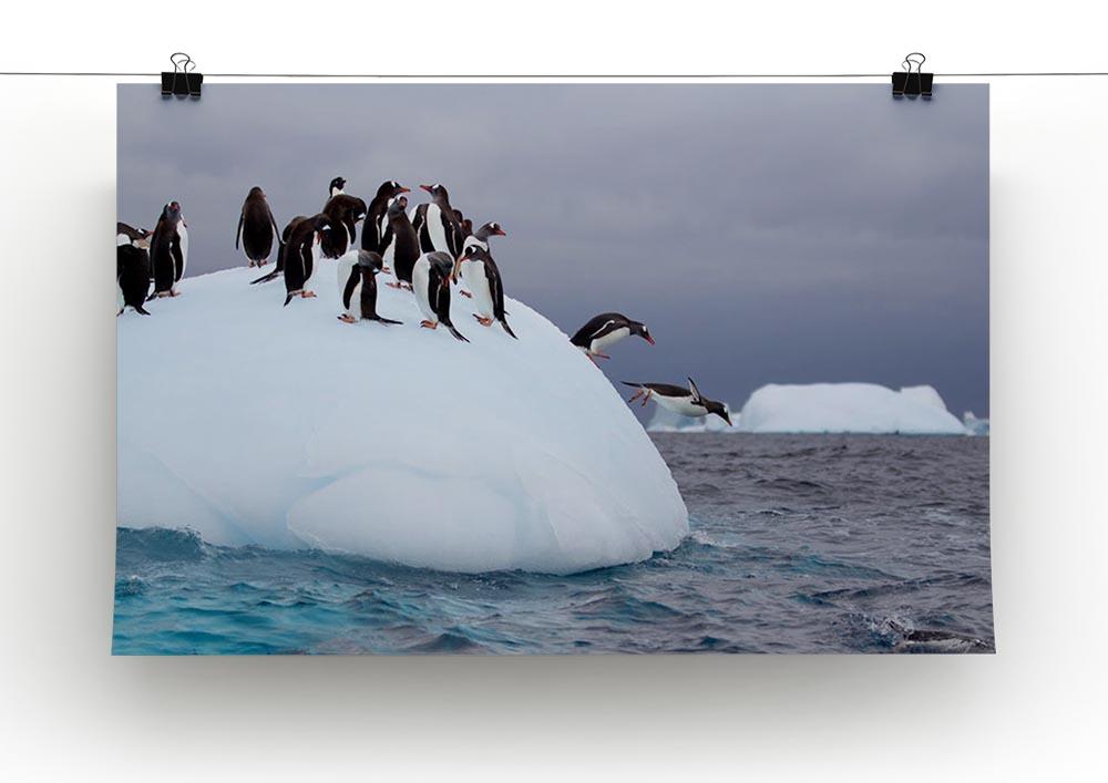 Gentoo penguin jumping into water Canvas Print or Poster - Canvas Art Rocks - 2