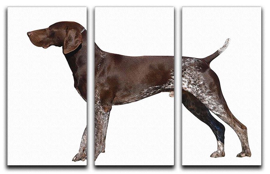 German Shorthaired Pointer 3 Split Panel Canvas Print - Canvas Art Rocks - 1