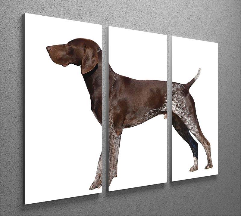 German Shorthaired Pointer 3 Split Panel Canvas Print - Canvas Art Rocks - 2