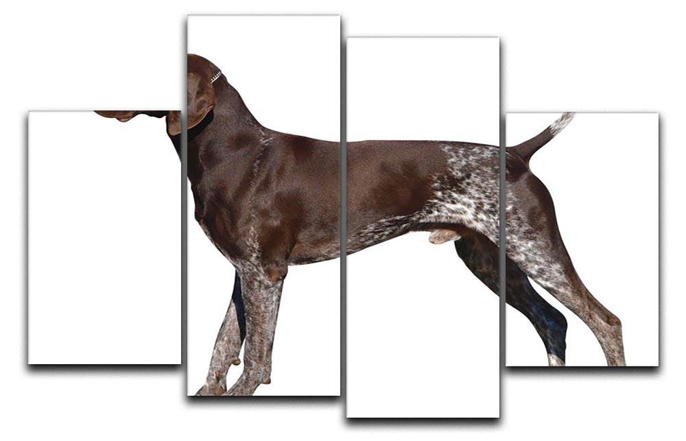 German Shorthaired Pointer 4 Split Panel Canvas - Canvas Art Rocks - 1