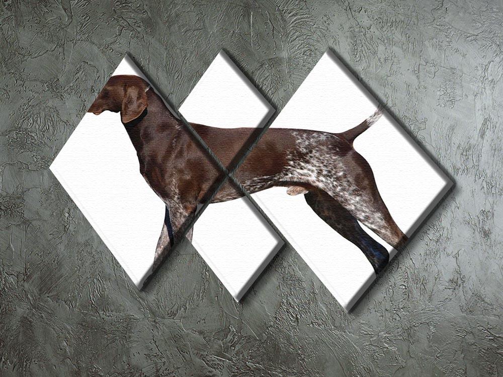 German Shorthaired Pointer 4 Square Multi Panel Canvas - Canvas Art Rocks - 2