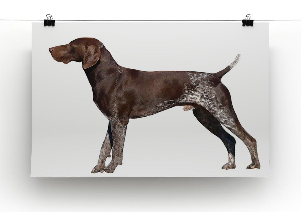 German Shorthaired Pointer Canvas Print or Poster - Canvas Art Rocks - 2
