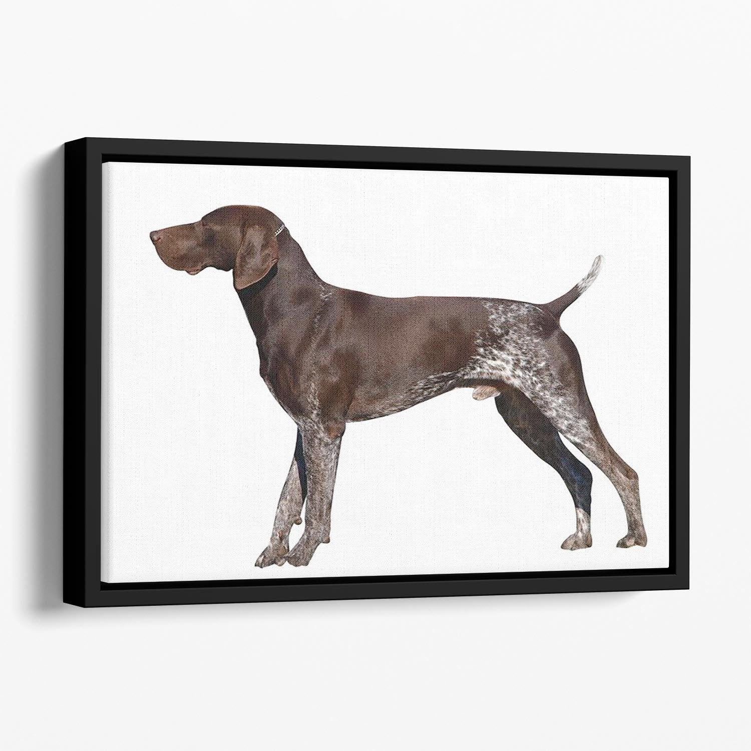 German Shorthaired Pointer Floating Framed Canvas - Canvas Art Rocks - 1