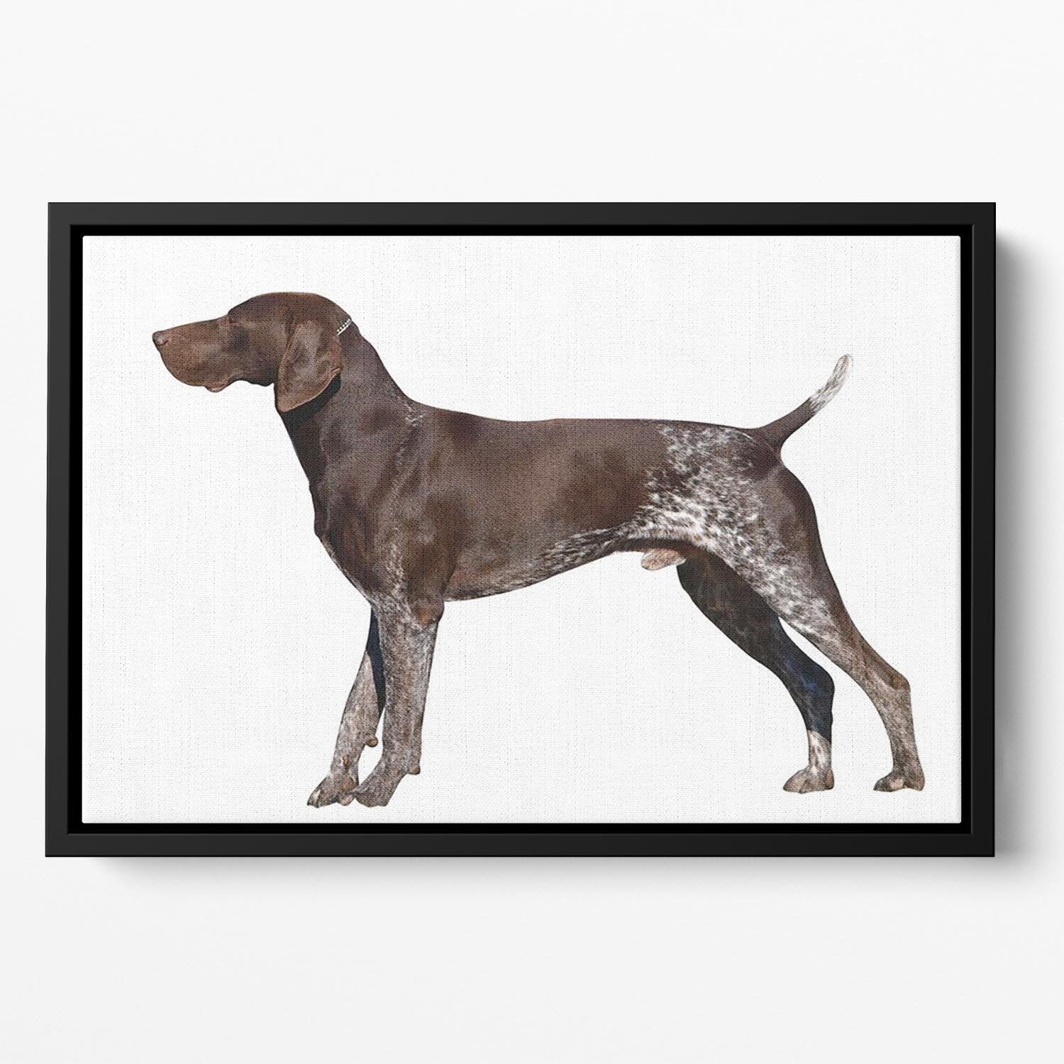 German Shorthaired Pointer Floating Framed Canvas - Canvas Art Rocks - 2