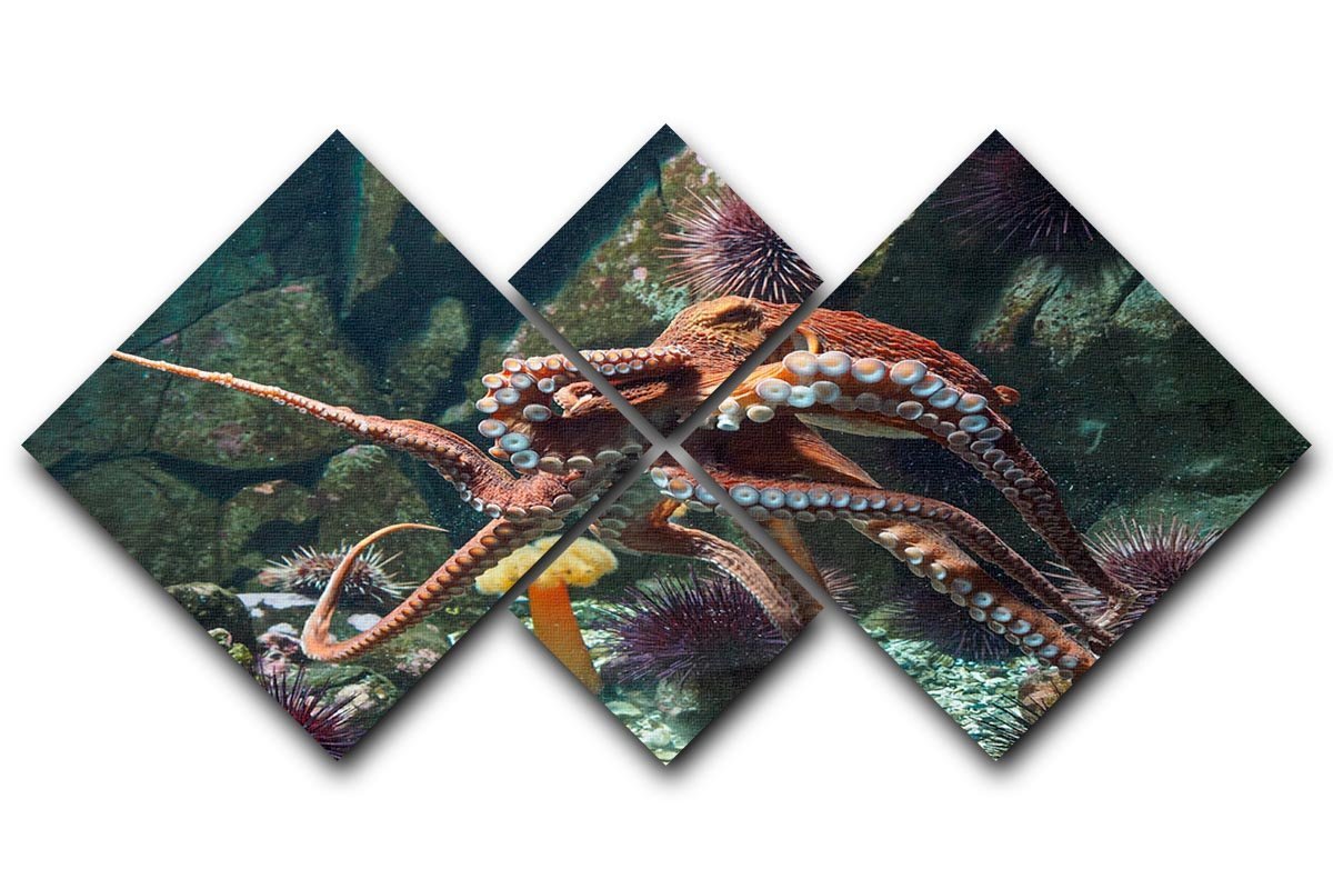 Giant Pacific octopus 4 Square Multi Panel Canvas  - Canvas Art Rocks - 1