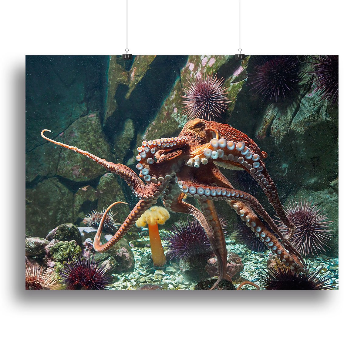Giant Pacific octopus Canvas Print or Poster
