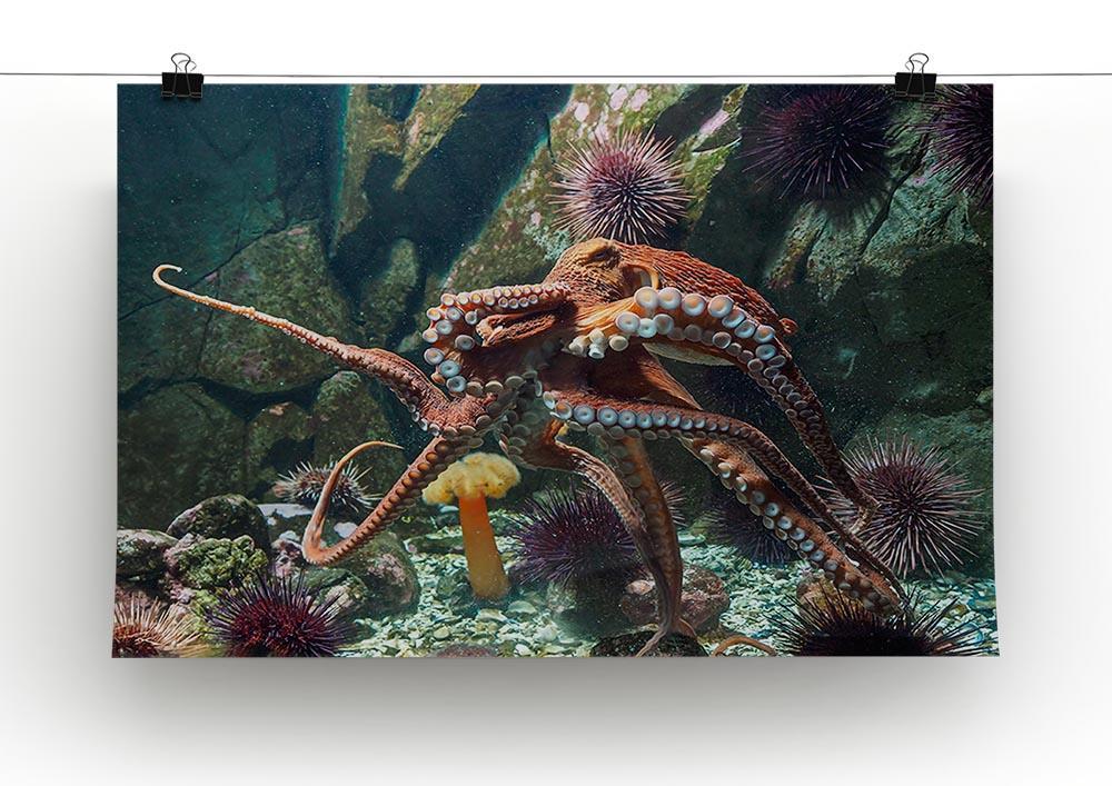 Giant Pacific octopus Canvas Print or Poster - Canvas Art Rocks - 2