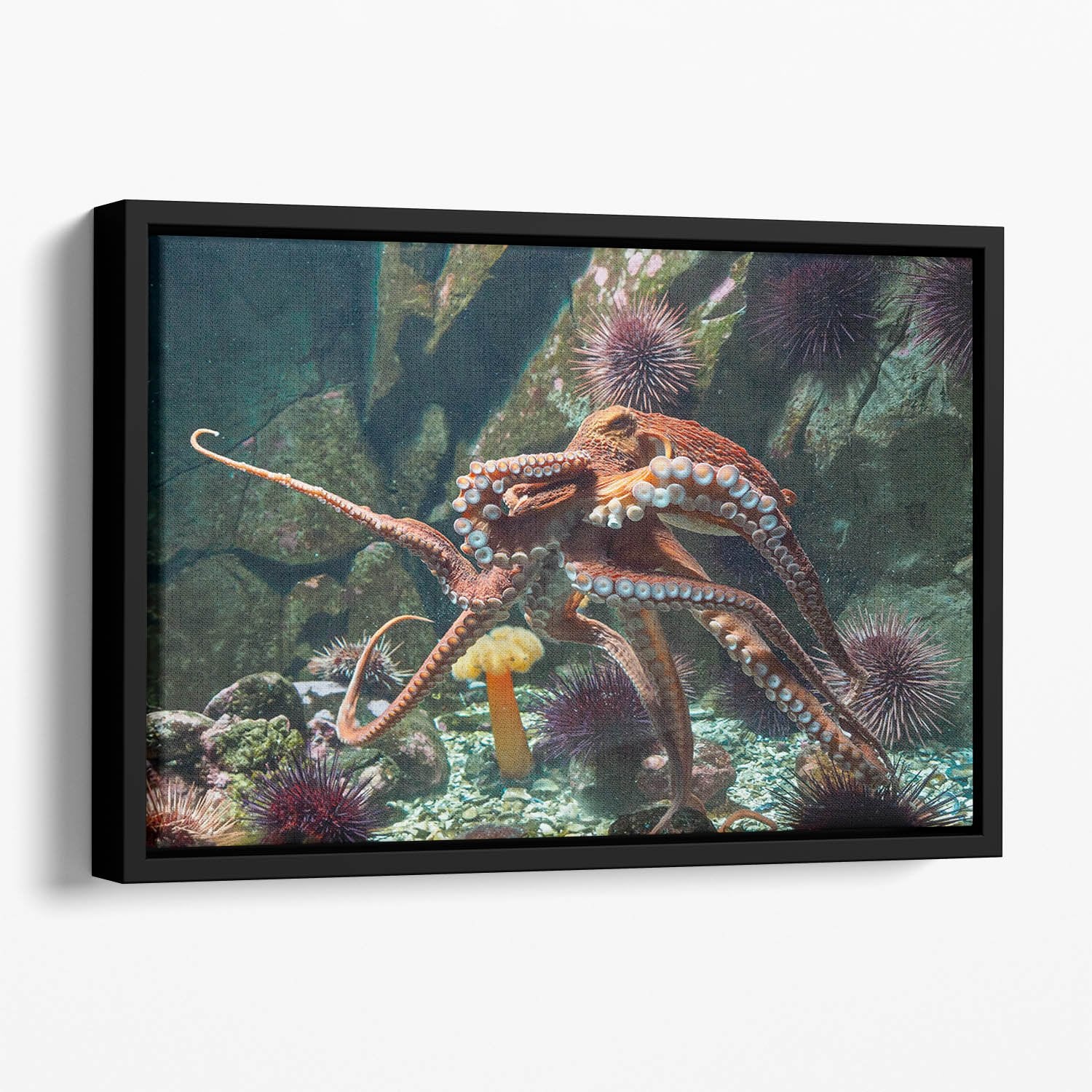 Giant Pacific octopus Floating Framed Canvas