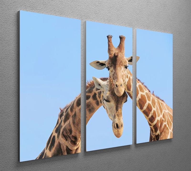 Giraffe couple in love with blue sky on background 3 Split Panel Canvas Print - Canvas Art Rocks - 2