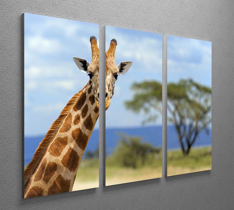 Giraffe in front Amboseli national park Kenya 3 Split Panel Canvas Print - Canvas Art Rocks - 2