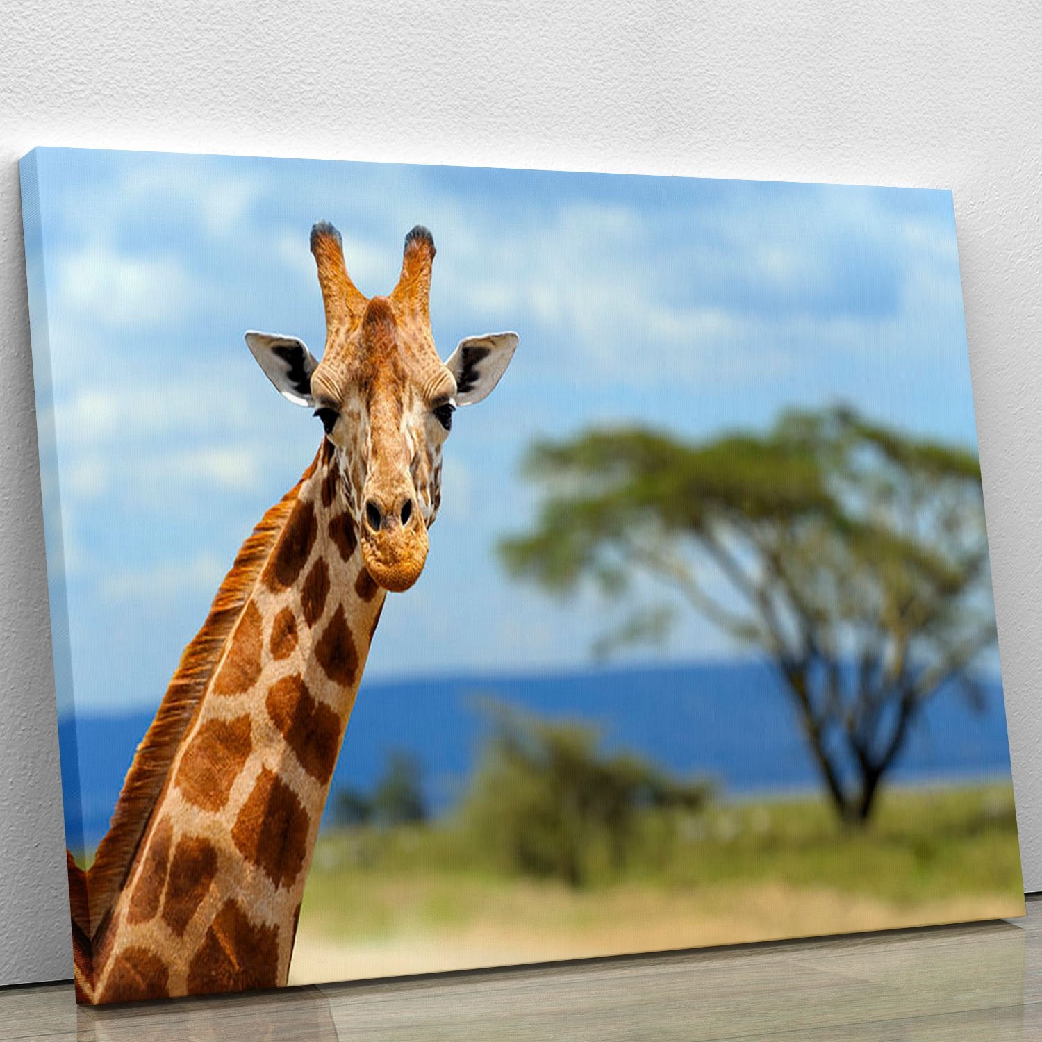 Giraffe in front Amboseli national park Kenya Canvas Print or Poster