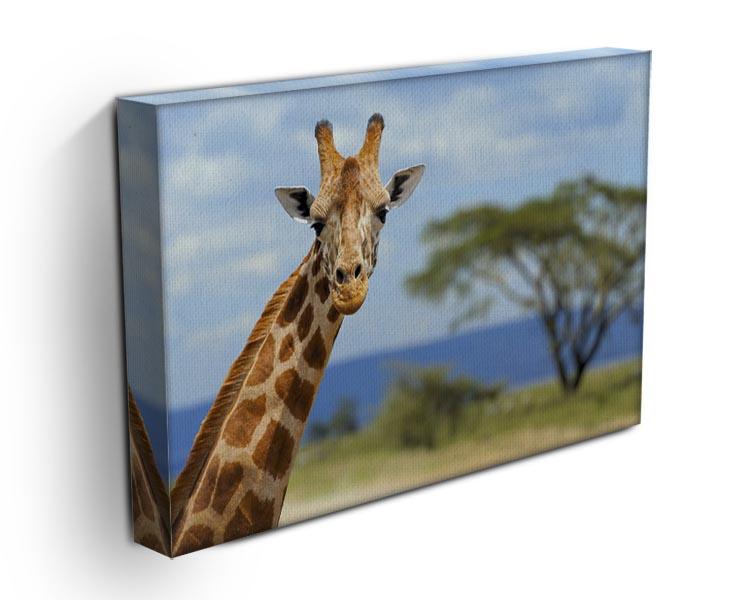 Giraffe in front Amboseli national park Kenya Canvas Print or Poster - Canvas Art Rocks - 3