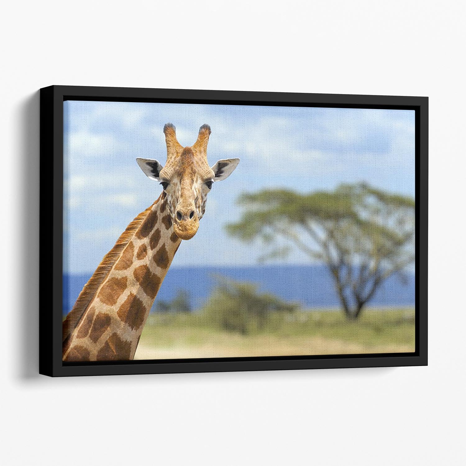 Giraffe in front Amboseli national park Kenya Floating Framed Canvas - Canvas Art Rocks - 1