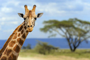 Giraffe in front Amboseli national park Kenya Wall Mural Wallpaper - Canvas Art Rocks - 1