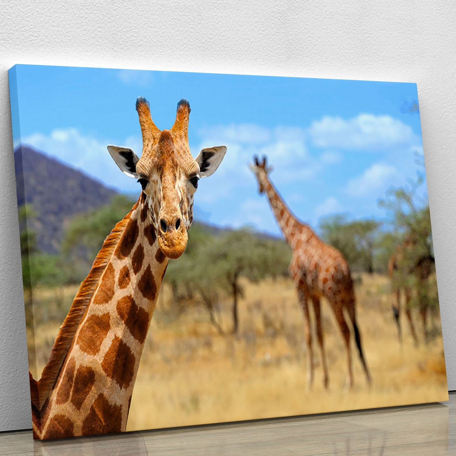 Giraffe in national park Kenya Canvas Print or Poster