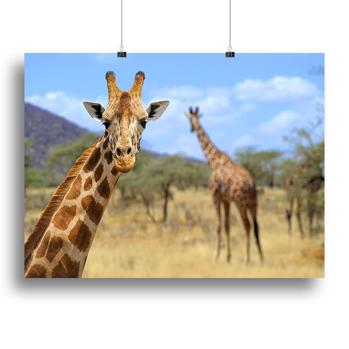 Giraffe in national park Kenya Canvas Print or Poster