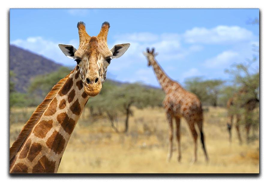 Giraffe in national park Kenya Canvas Print or Poster - Canvas Art Rocks - 1