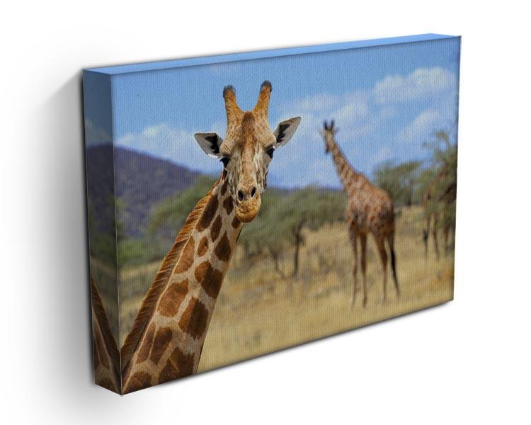 Giraffe in national park Kenya Canvas Print or Poster - Canvas Art Rocks - 3