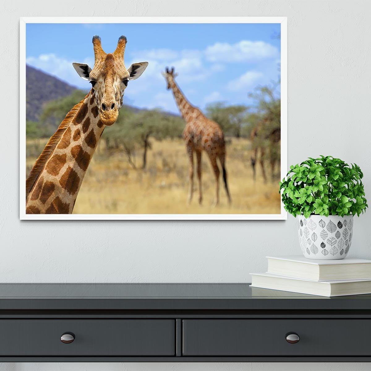 Giraffe in national park Kenya Framed Print - Canvas Art Rocks -6