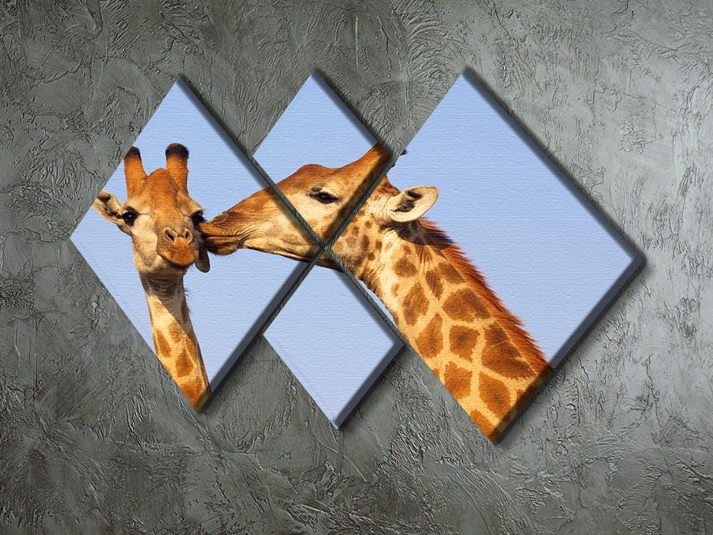 Giraffe pair bonding 4 Square Multi Panel Canvas - Canvas Art Rocks - 2