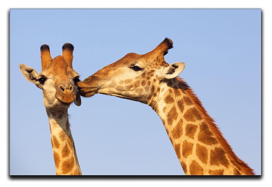 Giraffe pair bonding Canvas Print or Poster - Canvas Art Rocks - 1