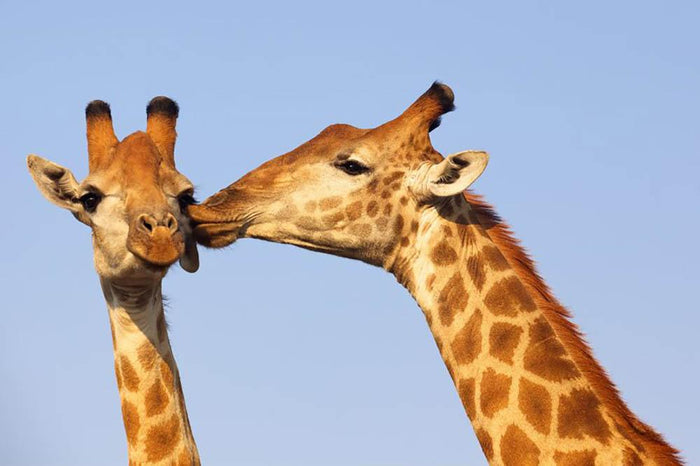 Giraffe pair bonding Wall Mural Wallpaper