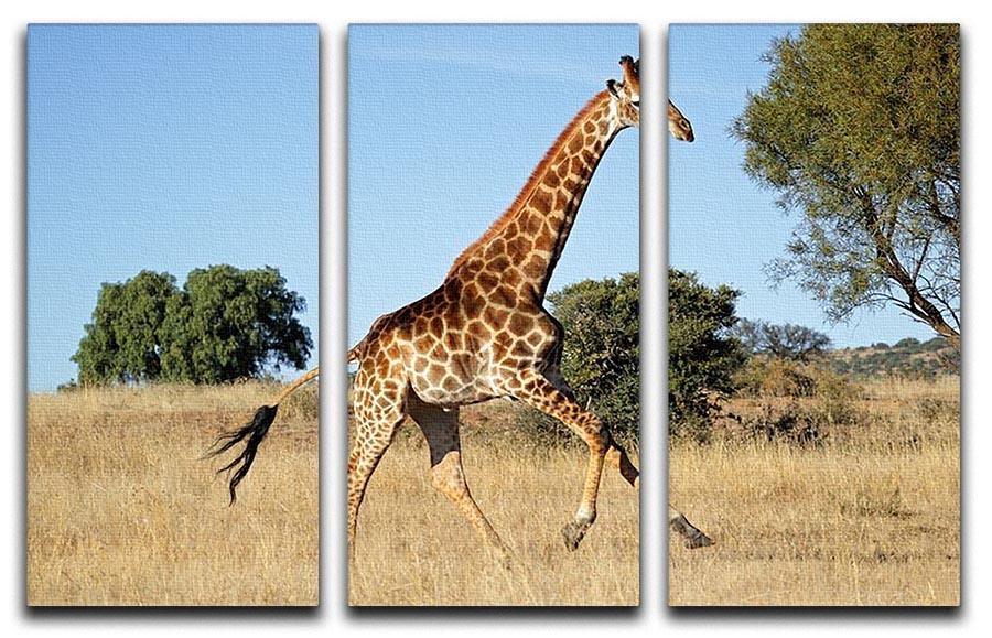Giraffe running on the African plains South Africa 3 Split Panel Canvas Print - Canvas Art Rocks - 1