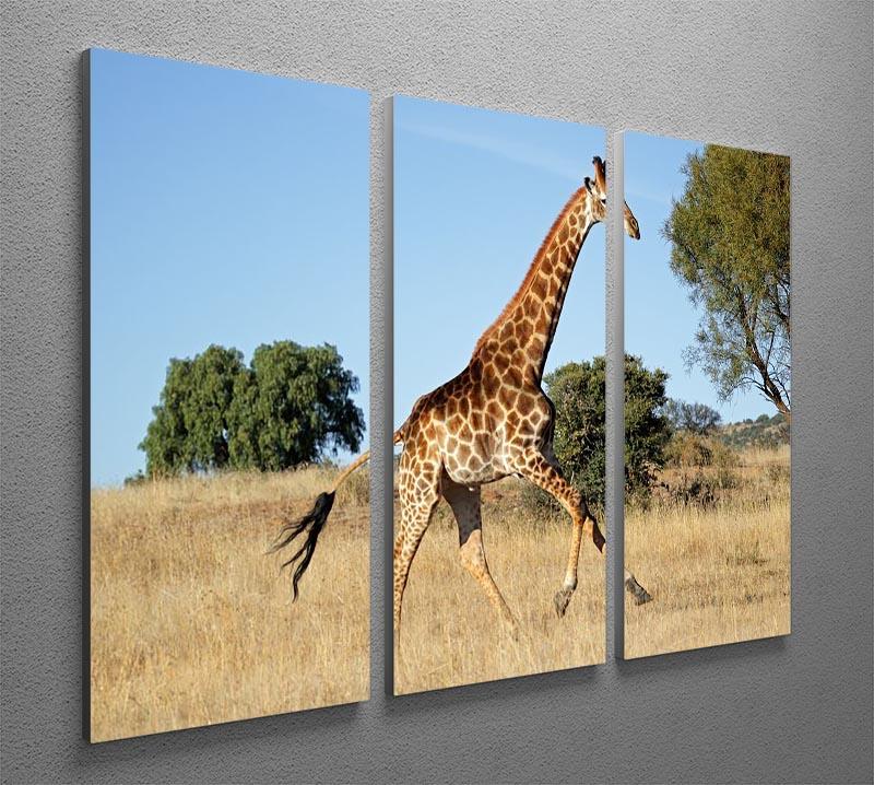 Giraffe running on the African plains South Africa 3 Split Panel Canvas Print - Canvas Art Rocks - 2