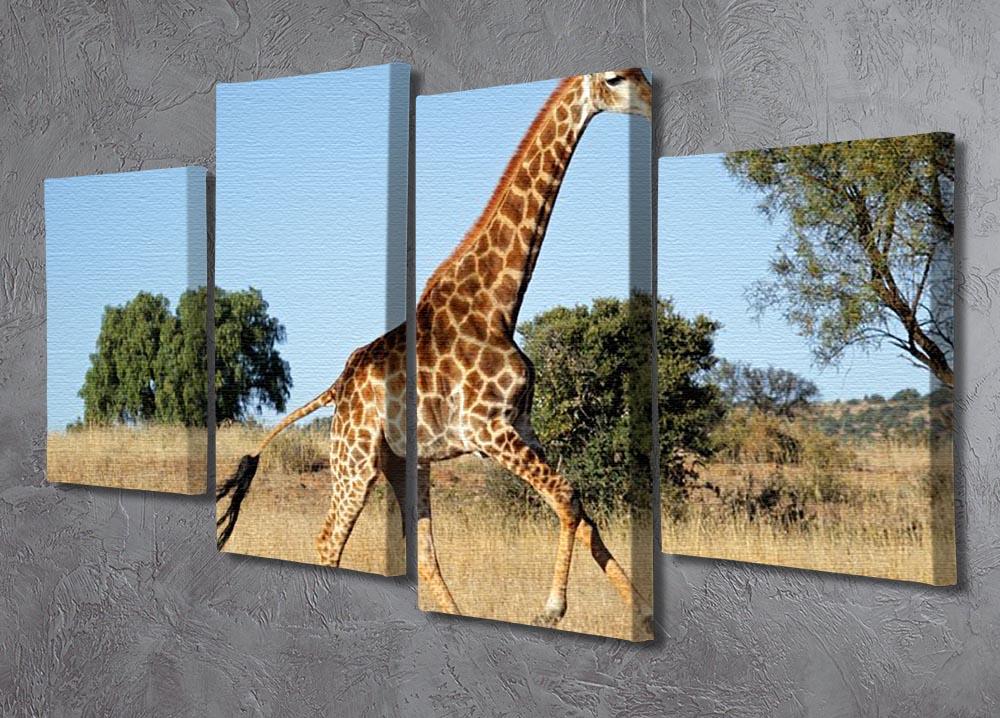 Giraffe running on the African plains South Africa 4 Split Panel Canvas - Canvas Art Rocks - 2