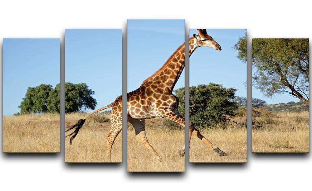 Giraffe running on the African plains South Africa 5 Split Panel Canvas - Canvas Art Rocks - 1