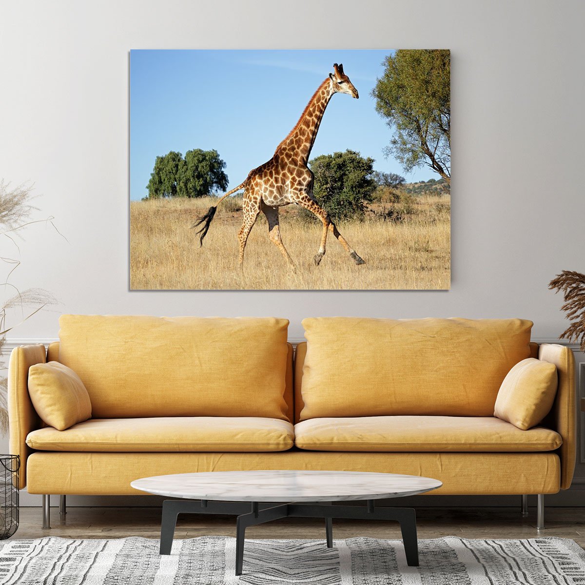 Giraffe running on the African plains South Africa Canvas Print or Poster