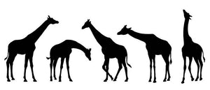 Giraffe silhouettes on the white background Wall Mural Wallpaper - Canvas Art Rocks - 1