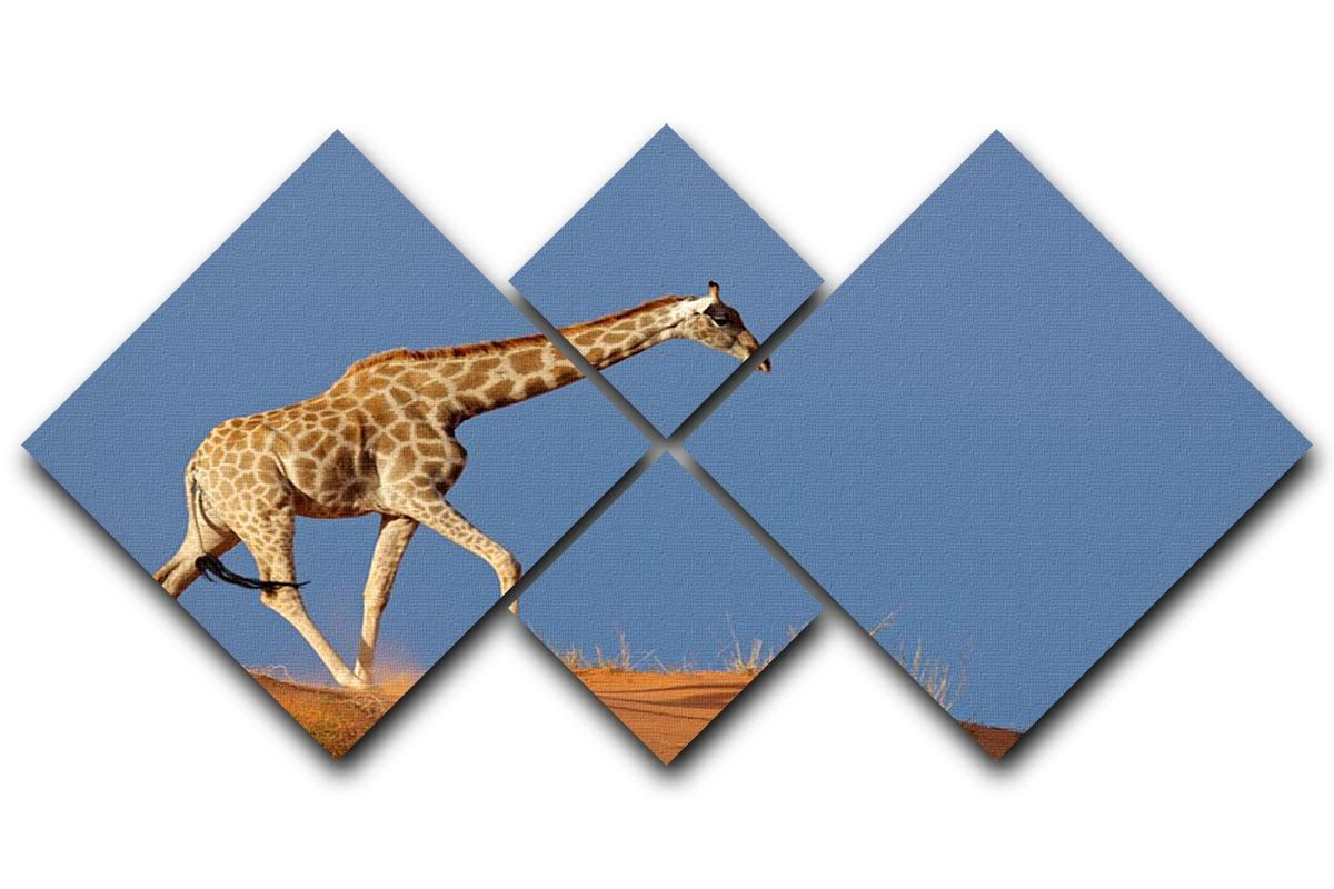 Giraffe walking on a sand dune Kalahari desert South Africa 4 Square Multi Panel Canvas - Canvas Art Rocks - 1