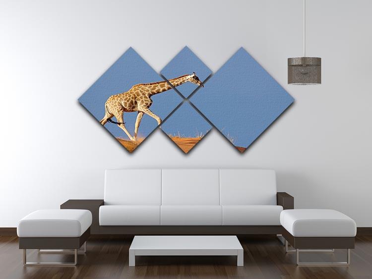 Giraffe walking on a sand dune Kalahari desert South Africa 4 Square Multi Panel Canvas - Canvas Art Rocks - 3