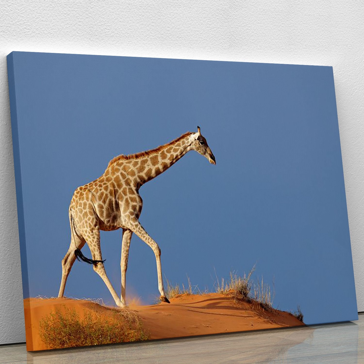 Giraffe walking on a sand dune Kalahari desert South Africa Canvas Print or Poster